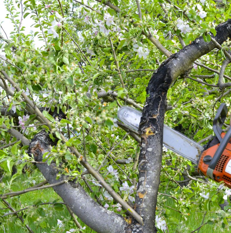Apple Tree Removal in San Jose, CA