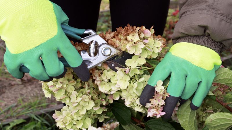 Azalea Pruning in Honolulu, HI