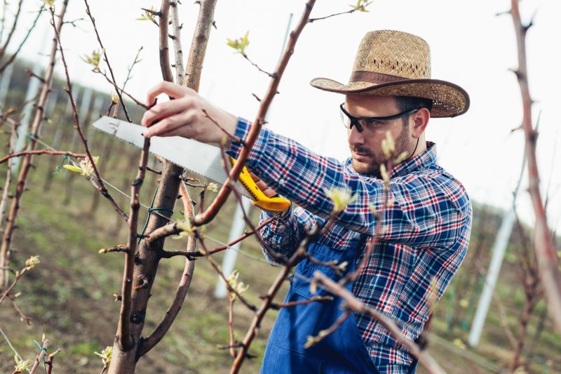 Birch Tree Pruning in Reno, NV