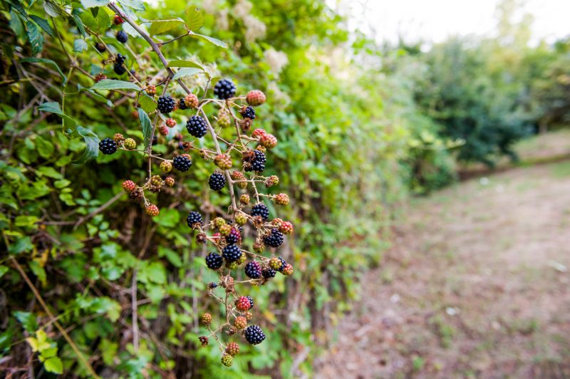 Blackberry Bush Removal in Ventura County, CA