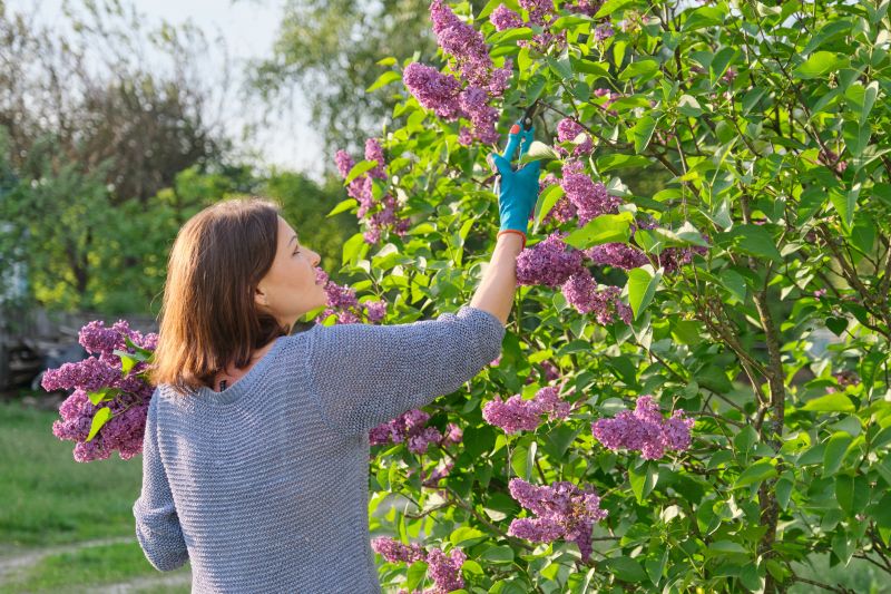 Butterfly Bush Pruning in Aiken, SC