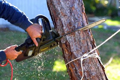 Commercial Tree Removal in Allentown, PA