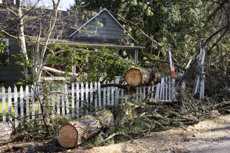 Dead Tree Removal in San Jose, CA