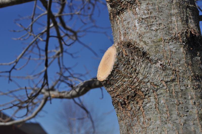 Hickory Tree Trimming in Allentown, PA