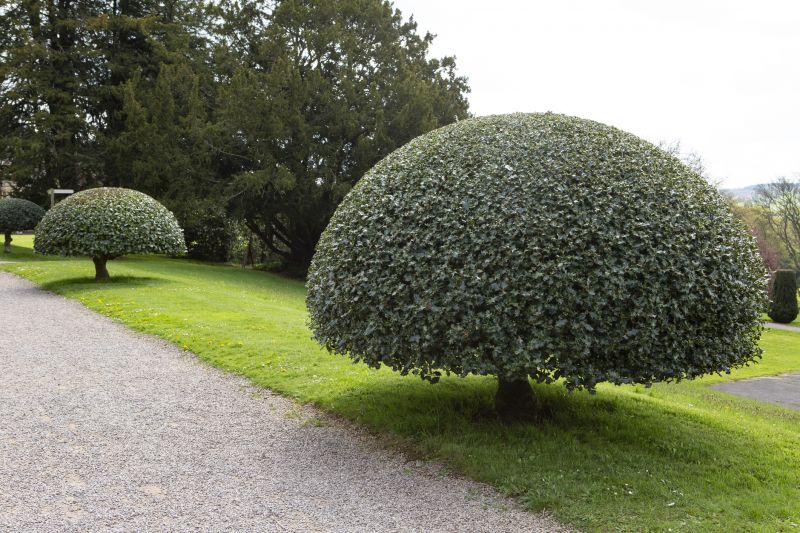 Holly Bushes Trimming in Ventura County, CA