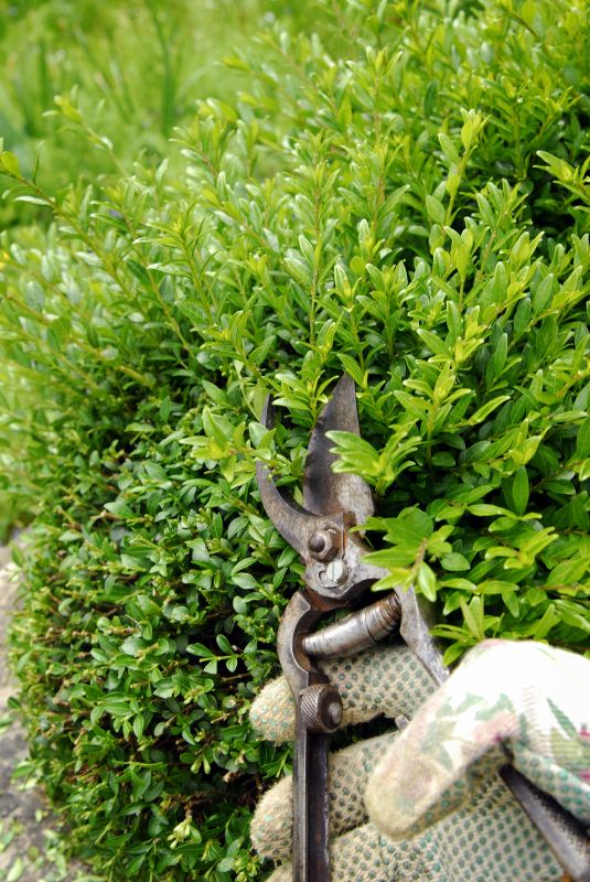 Honeysuckle Trimming in Aiken, SC