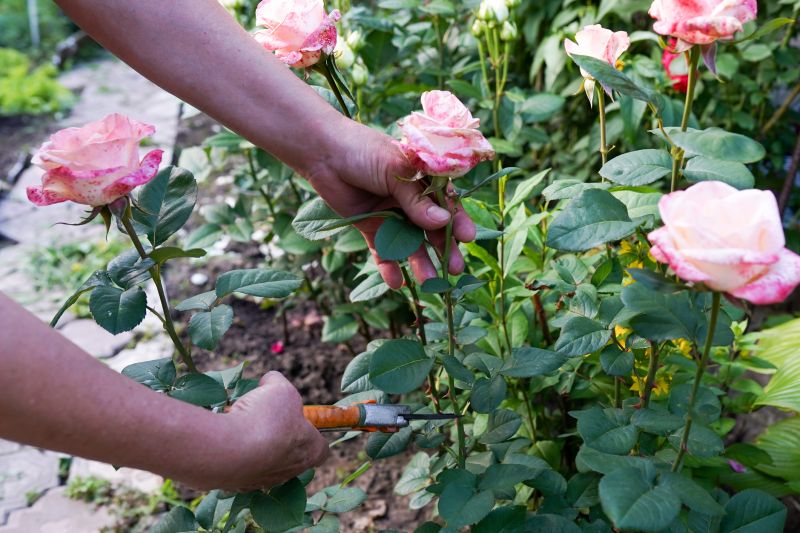 Hydrangea Pruning in Aiken, SC