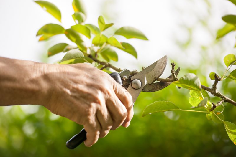 Juniper Pruning in Rockwall, TX
