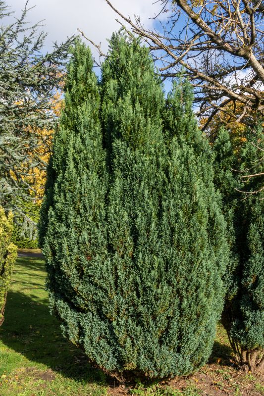 Juniper Trimming in Aiken, SC