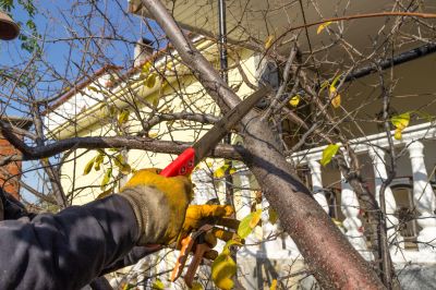 Magnolia Tree Pruning in Doylestown, PA