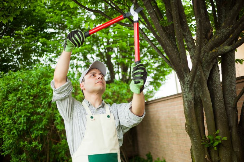 Maple Tree Pruning in San Jose, CA