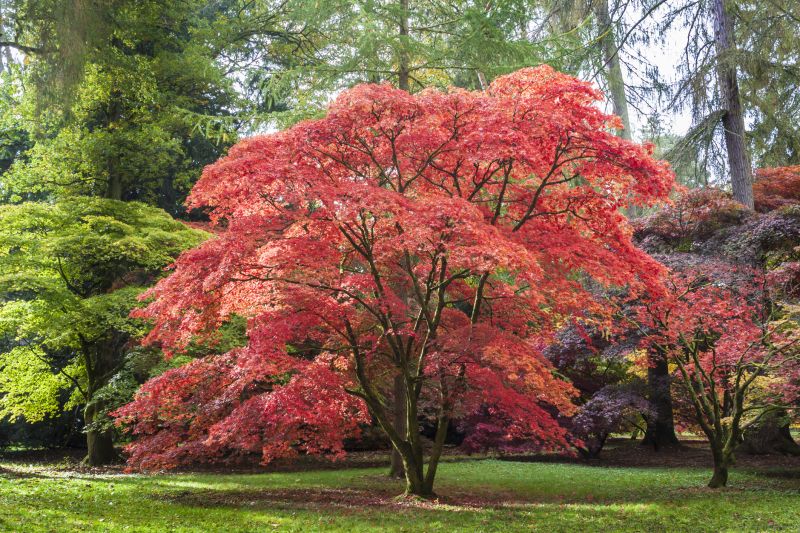 Maple Tree Removal in San Jose, CA