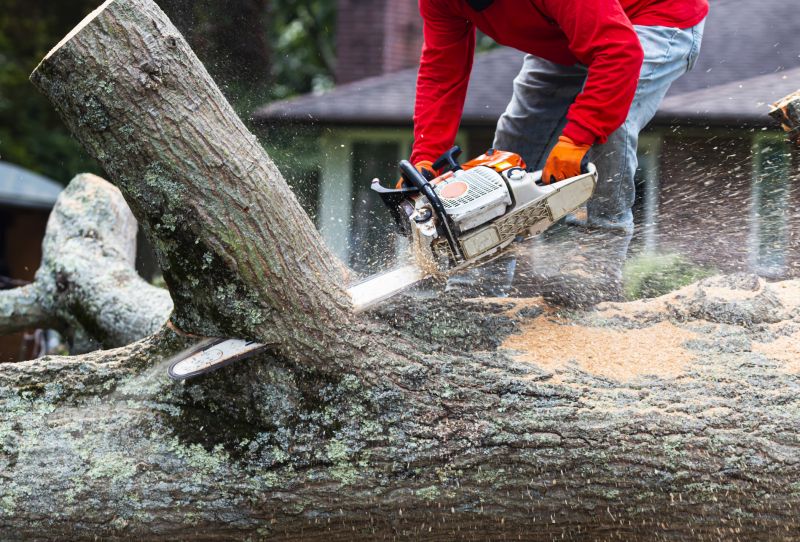Oak Tree Pruning in San Jose, CA
