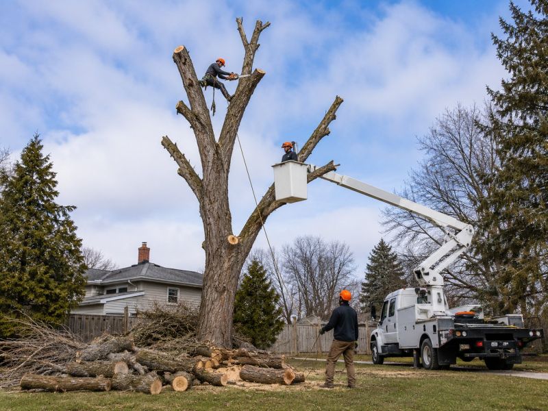 Palm Tree Removal in San Jose, CA