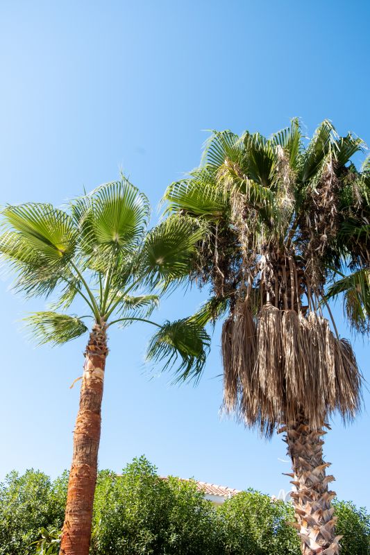Palm Tree Trimming in Allentown, PA