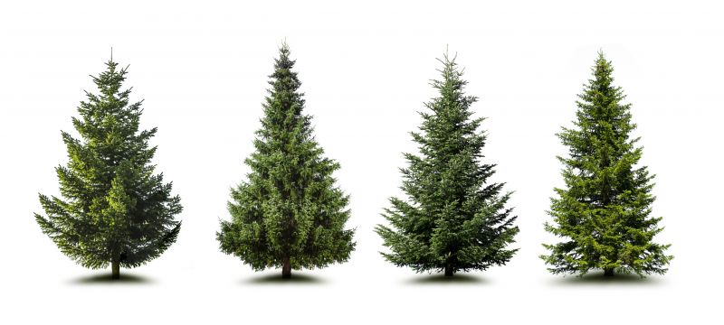Pine Tree Trimming in Allentown, PA