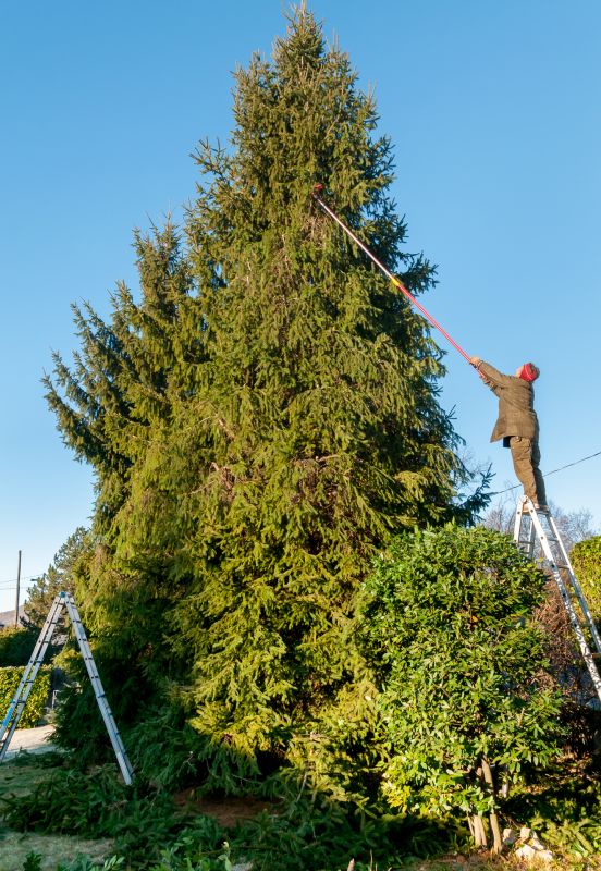 Pine Tree Trimming in San Jose, CA