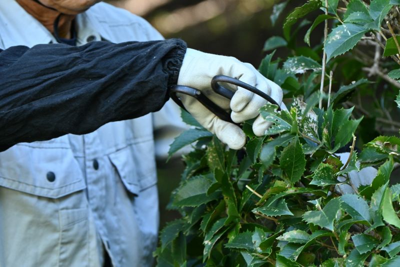 Rose Bush Pruning in Rockwall, TX