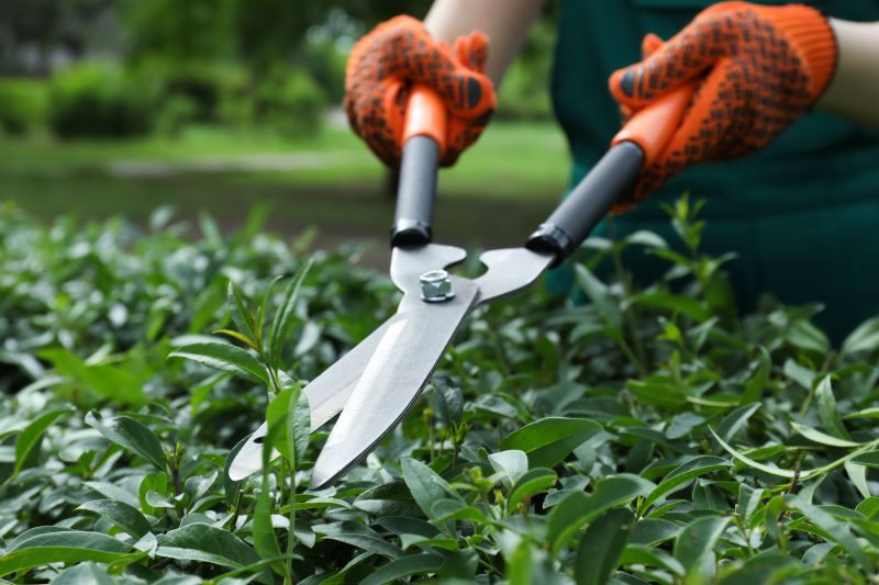 Shrub Pruning in Ventura County, CA