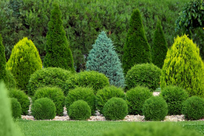 Shrubs Removal in Rockwall, TX
