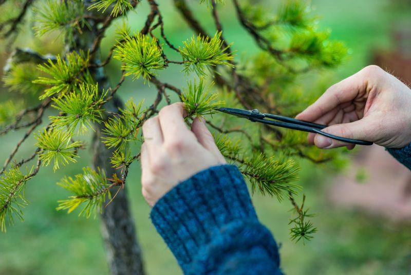 Tree Pruning in Allentown, PA