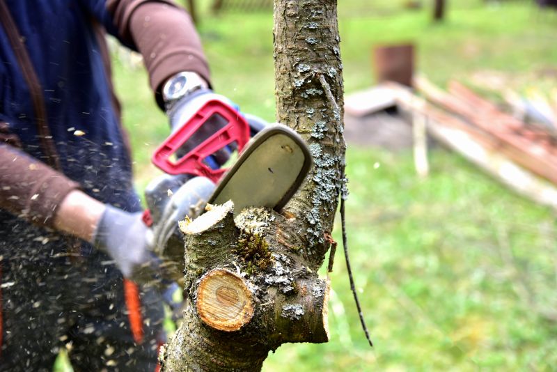 Tree Shaping Service in Allentown, PA