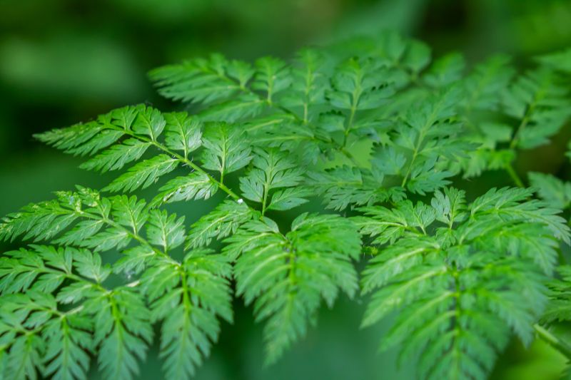 An invasive species that can quickly spread
