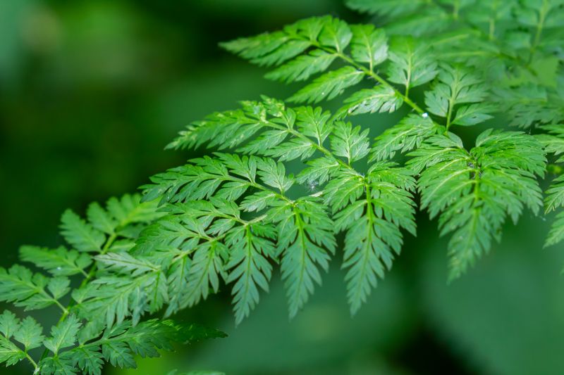 Livestock and pets may be attracted to poison hemlock
