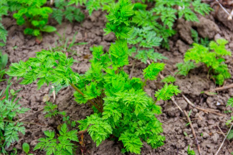 Poison hemlock is an invasive species that can quickly spread