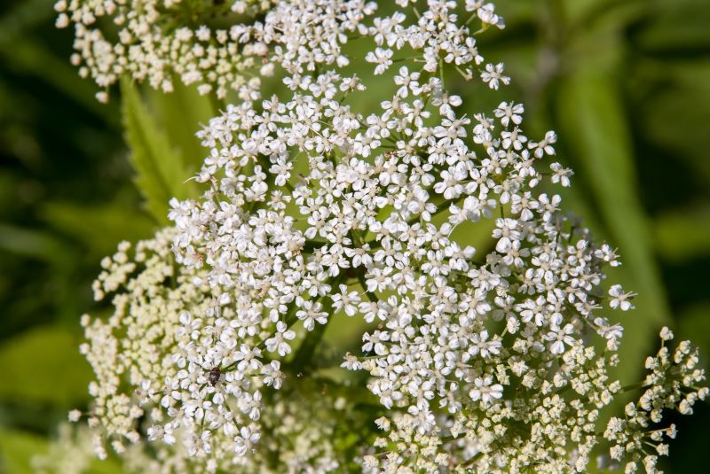 Poison hemlock competes with beneficial plants